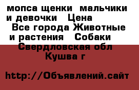 мопса щенки -мальчики и девочки › Цена ­ 25 000 - Все города Животные и растения » Собаки   . Свердловская обл.,Кушва г.